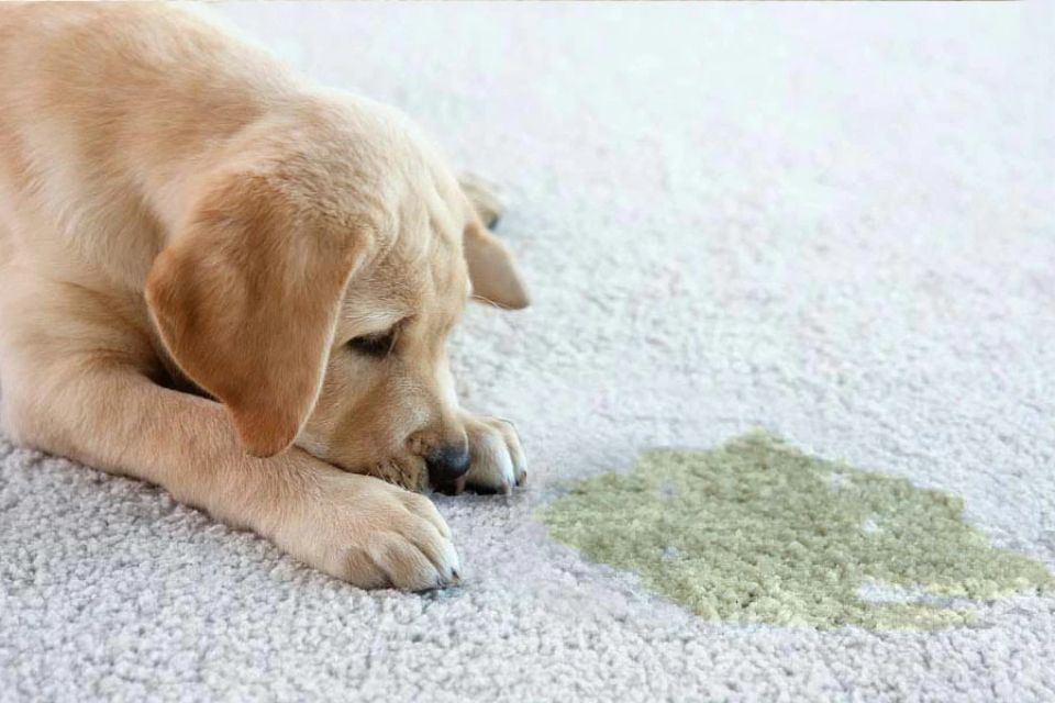 Instructions for cleaning carpet stains, highlighting a pet mess removal service located in Honolulu, HI.